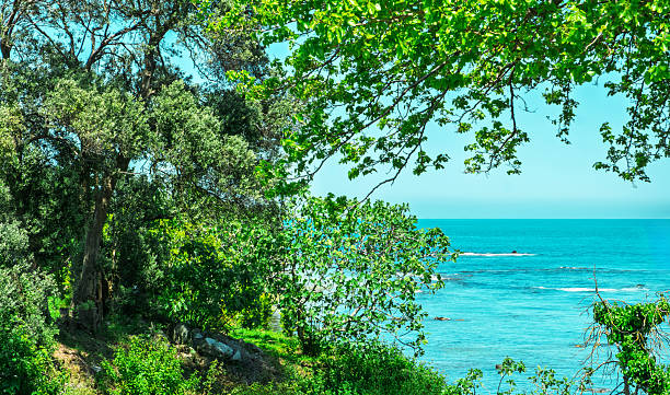 Lush wild forest overlooking turquoise sea. A scenic sea view framed by wild forest and dense forest foliage. The serenity of untouched nature and the harmony between forest and sea.