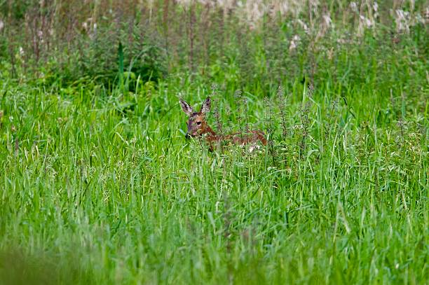 istock Roe deer doe in a field of tall grasses 2219320269