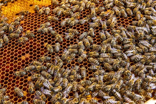 istock Busy Honeybees Working on Honeycomb 2219320365