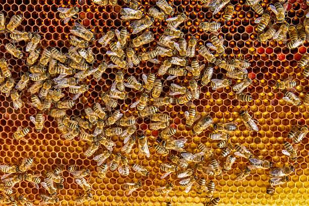 istock Busy Honeybees Working on Honeycomb 2219320368