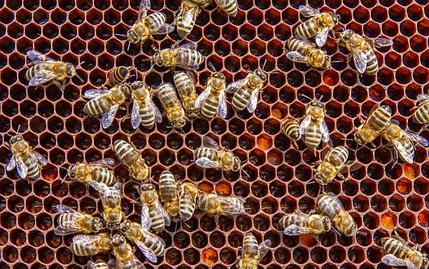 istock Busy Honeybees Working on Honeycomb 2219320594