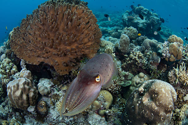 istock A Broadclub Cuttlefish Swims Across a Coral Reef 2219322318