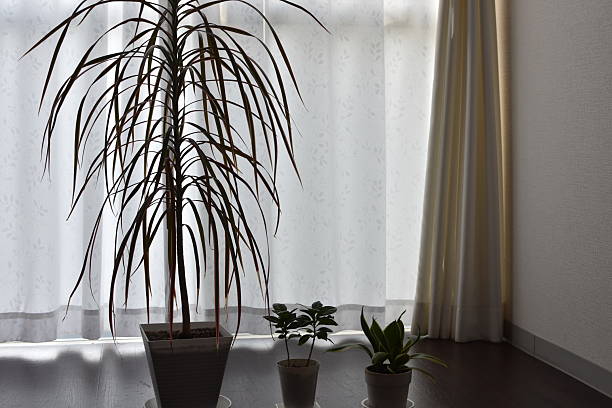 Houseplants displayed by the window