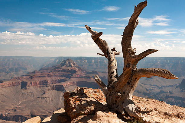 The Grand Canyon is one of the most impressive natural sites in the world, located in northern Arizona, USA. Carved by the Colorado River over millions of years, it is famous for its spectacular landscapes, colorful rock formations, and dizzying depth. Each layer has a different color, texture, and origin: limestone, sandstone, shale,
