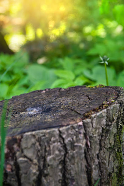 istock Nature background with old tree stump with cracked wood and moss in forest 2219326574