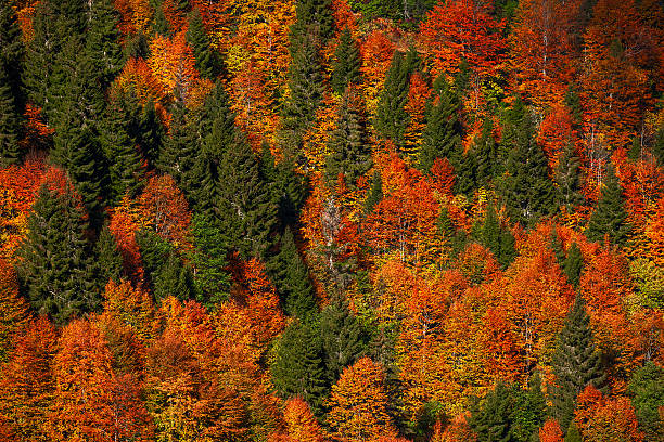 A colorful hillside forest filled with orange, yellow, and green foliage. Among the vibrant trees stands a unique tree with white, tassel-like clusters, possibly wild elder. Photographed in the Black Sea Region of Turkey during autumn.