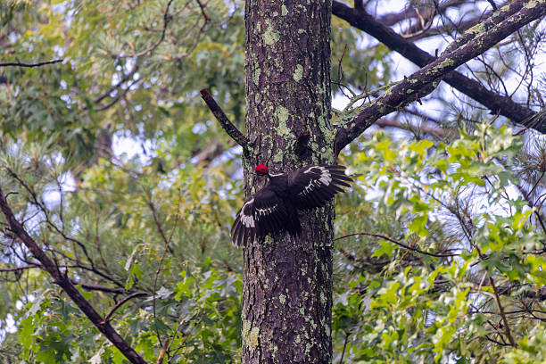 A pileated woodpecker (Dryocopus pileatus) looking for food in tree trunk