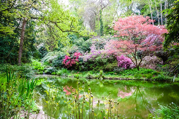 istock Botanical garden in spring with flowering trees reflecting in a pond 2219331783