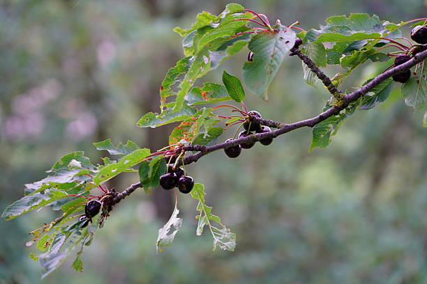 istock Maroon cherry on a tree. Ripe cherries on a branch. A cherry tree among green leaves. Cherries before harvesting. 2219332030