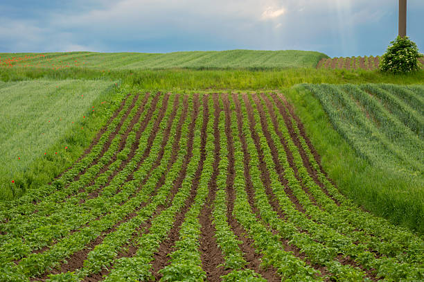 istock Young potato plants thrive in neatly arranged rows in an expansive field during the early evening, showcasing healthy green foliage 2219334337