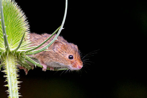 istock Curosity as a arvest mouse, Micromys minutus, rests on a teasel 2219334345