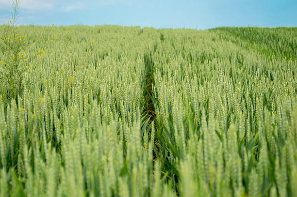 Golden wheat plants thrive in expansive fields under a bright blue sky, signaling a fruitful harvest season.
