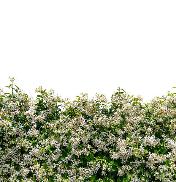 A white flower and green leaves and background blur
