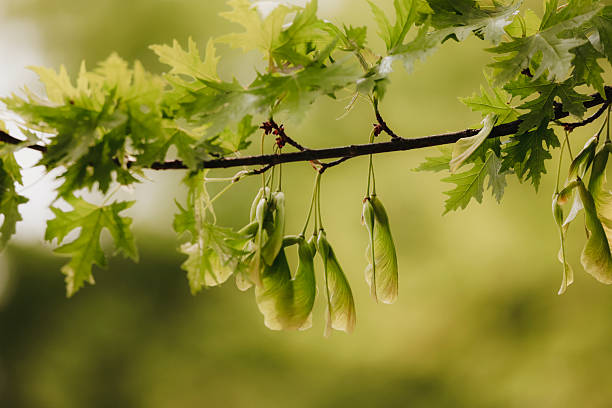 Early Spring Maple Seeds 26,500+ Maple Tree Seeds Stock Photos, Pictures & Royalty-Free Images ...
