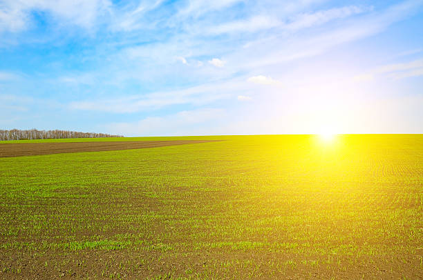 istock Green wheat field and bright sun 2219338668