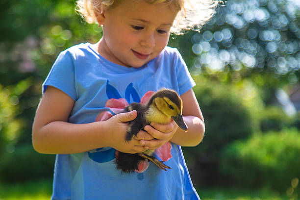istock A child plays with a duckling. Selective focus. 2219341699