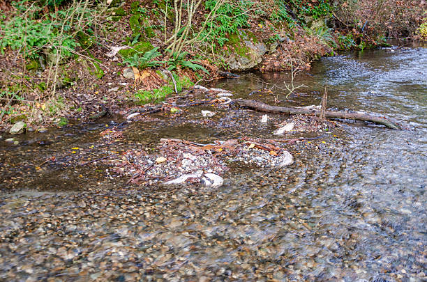 Salmon spawning streams in the Thacker Regional Park in Hope, British Columbia, Canada
