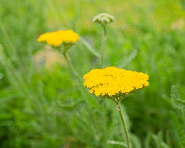 istock Achillea flower close up 2219344063