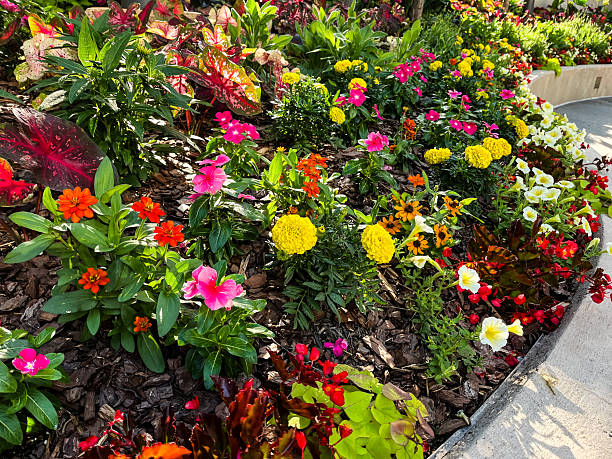 istock Flowerbed lining a building's walkway 2219344747