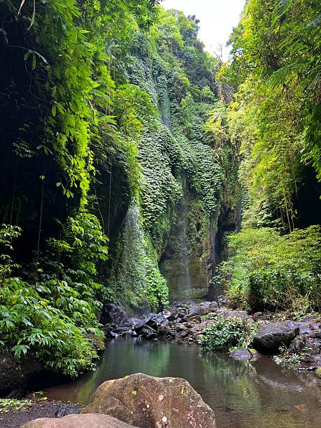 istock Wild forest in the tropics. 2219345071