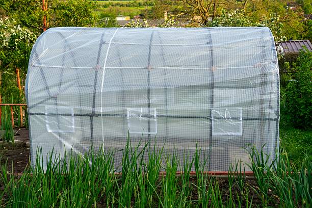 istock Small greenhouse in garden 2219345340