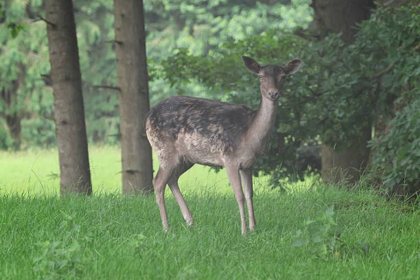 istock Deer portrait in the forest 2219347303