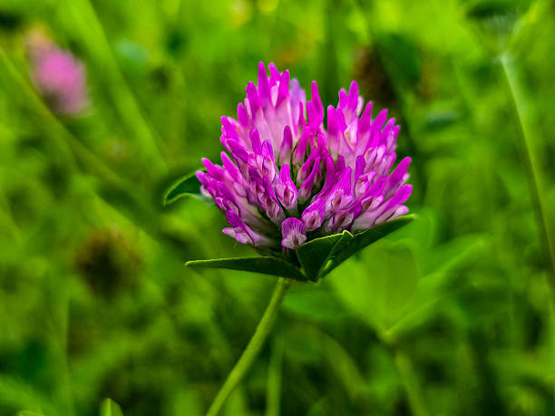 istock Summer Flower Beds in Full Bloom 2219347839