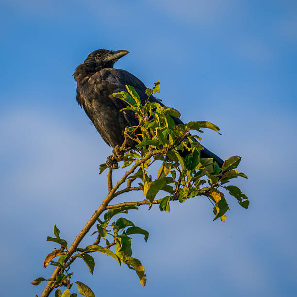 istock Black raven perching high on a tree top on blue sky background 2219348108