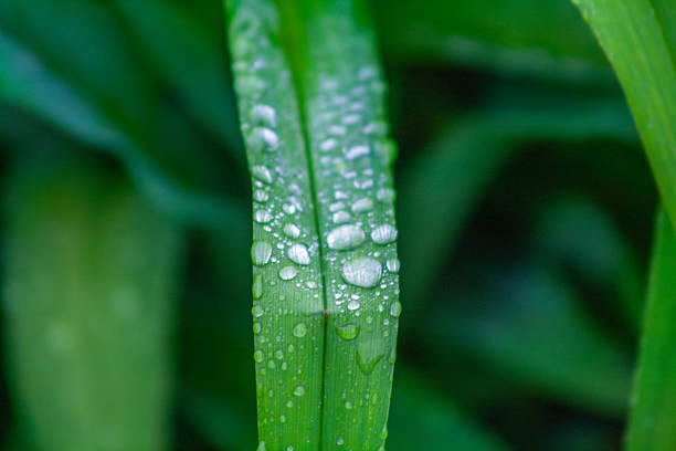 istock Macro photography of dew drops on a green leaf. 2219349082