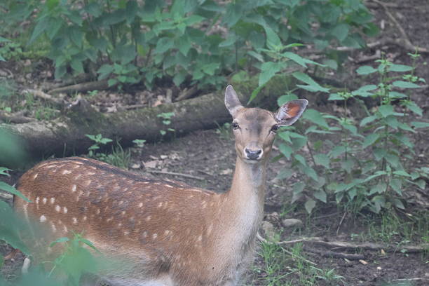 Deer in the forest, surrounded by greens on aa overcast day