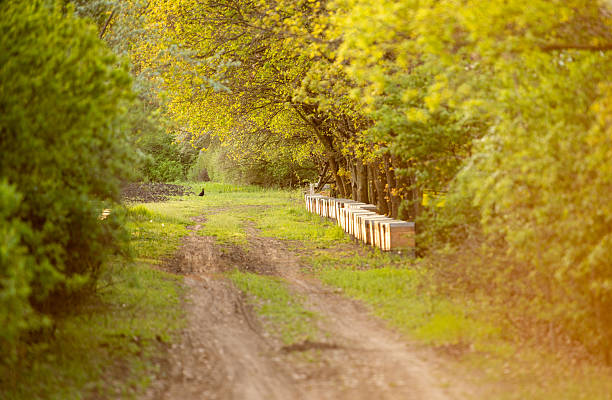 Country road in the forest