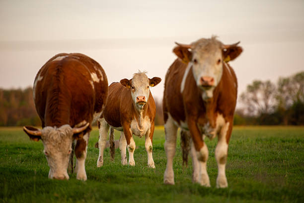 istock Happy cows on the green field 2219350468