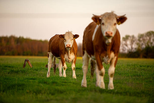 istock Happy cows on the green field 2219350510
