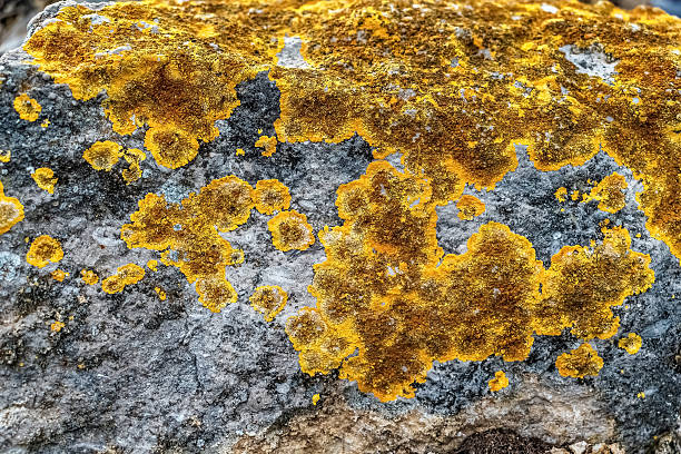 Vibrant orange lichen growing on gray rock surface creating a striking natural pattern of circular colonies. The close-up view showcases the textural contrast between the rough stone and the organic spreading growth of the resilient microorganism