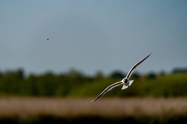 istock Black-Headed Gull in Flight over Wetland Habitat 2219351596
