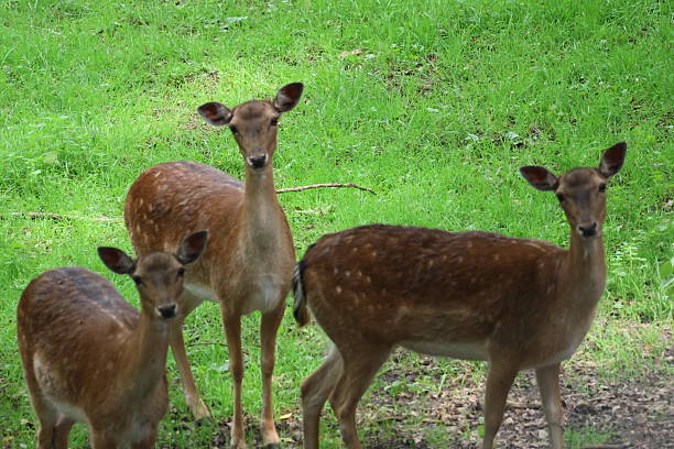 istock Deer grazing in the forest 2219352564