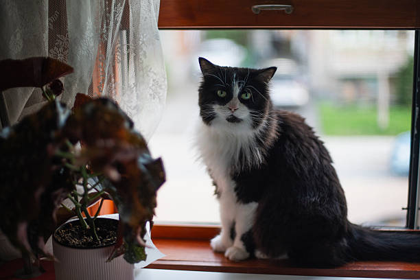 Large red cat sleeps on windowsill. Turmoil of city outside, house is calm. House plants, outside window winter and trees without leaves. High quality photo