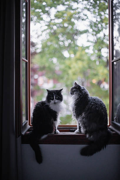 domestic cat, animal, tuxedo cat, window