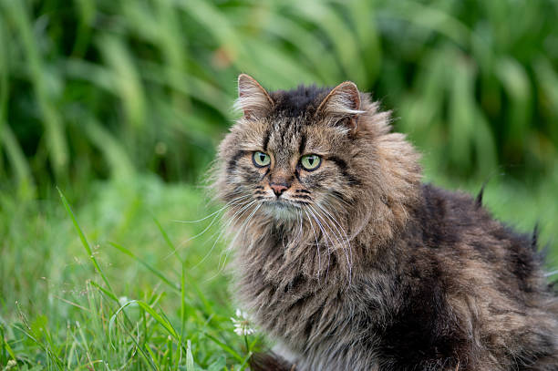 istock Long Haired Cat Sitting in Green Grass 2219353542
