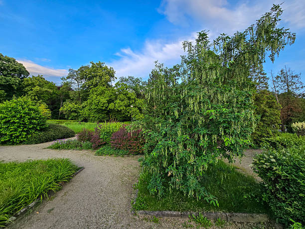 istock Lush Garden Greenery Bushes and Trees 2219354077