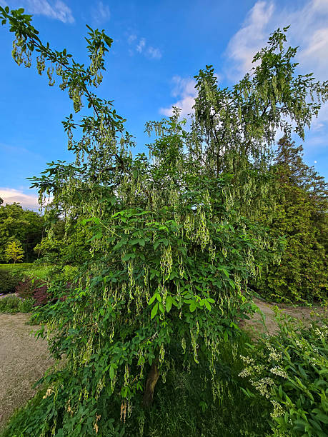 istock Lush Garden Greenery Bushes and Trees 2219354161