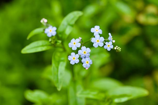 istock water forget me not pond plant flowers 2219354660