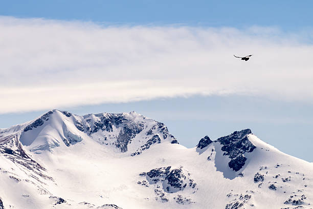 A condor flies over the Upsala Glacier in the argentinian Patagonia, Santa Cruz province