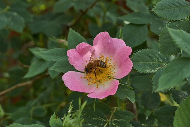 Rosehip flowers (Latin Rosa) bloom in the garden. Rosehip fruits (Latin Fructus Rosae) are medicinal plant raw materials.