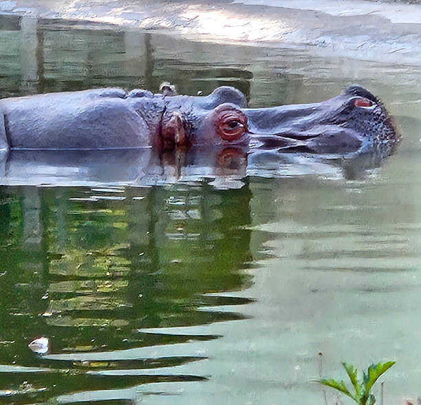 Side shot of a walking hippopotamus
