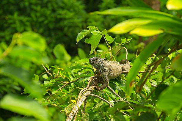 iguana on a tree in Costa Rica