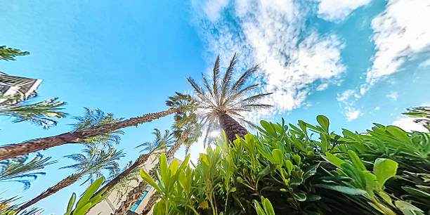 Sun Lounger and palm tree, Little Planet Format