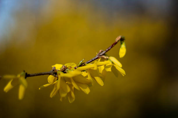 istock Yellow forsythia branch with soft background 2219359615