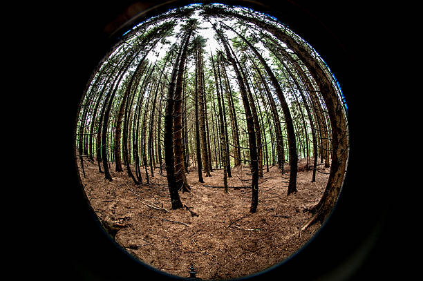 Fisheye view of dense pine forest from ground.