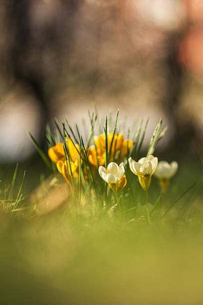 istock Soft focus crocuses in a sunlit garden.. 2219361449